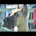 Specialty Dogs Free Download Audio Mp3 and Mp4