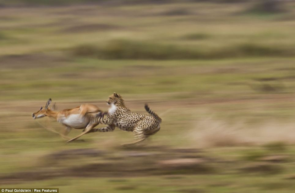 Gotcha: A Cheetah catches up with a running gazelle giving it no chance of escape on the plains of the Kenyan reserve