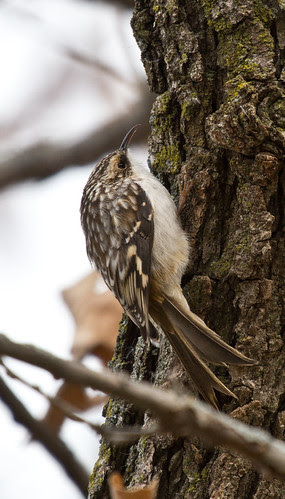 Brown Creeper