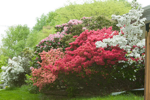 May Garden Roundup