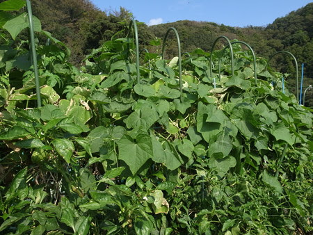 ハヤトウリの育て方 種苗の植えつけ方法と芽だし 暇人主婦の家庭菜園 楽天ブログ