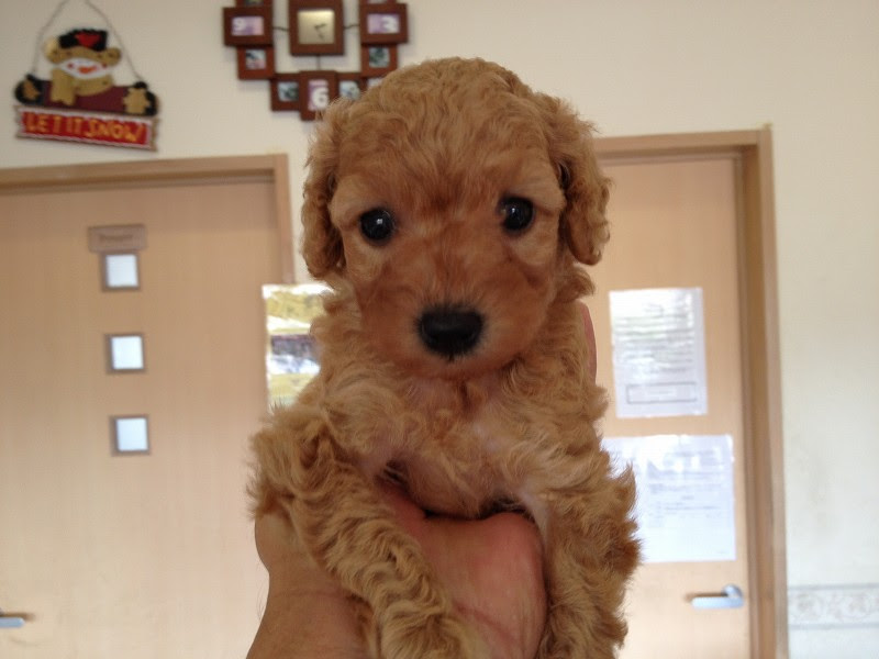 可愛い子犬産まれています 父ちゃんの写真日記