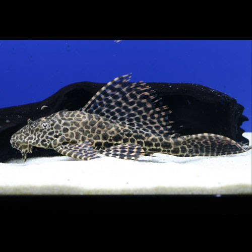 熱帯魚のご紹介 熱帯魚ショップトロピランド