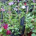 TRG_Plant01
