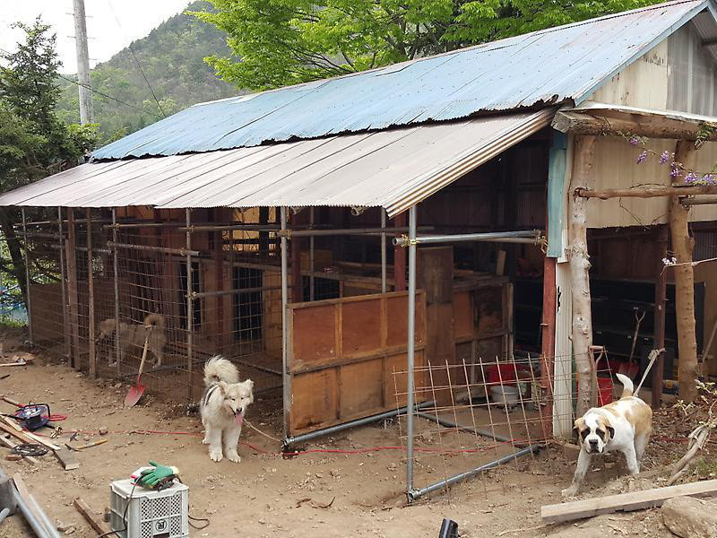 今日は犬とウルフ小屋 焼却炉 新しい薪小屋ビニールハウスを作成しました あらえびすブログ