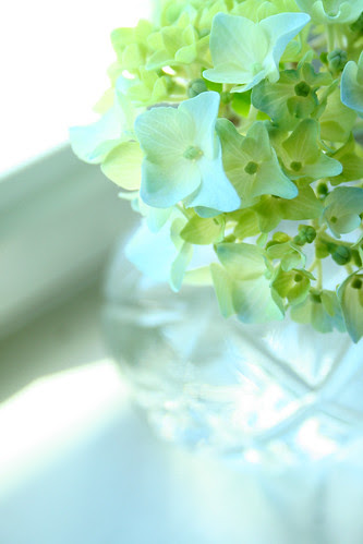 Little hydrandgea