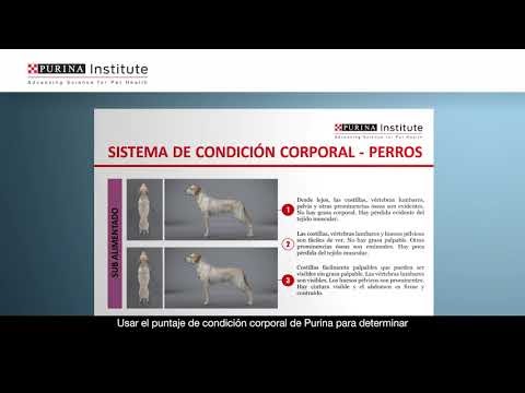 PRINCIPIOS DE NUTRICIÓN CLÍNICA DE ANIMALES MENORES