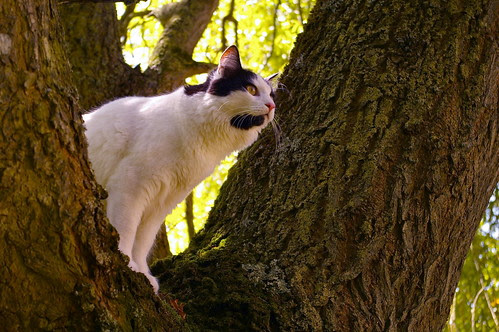 cat image