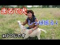 [ベスト] 羊の尻尾 237503-羊の尻尾