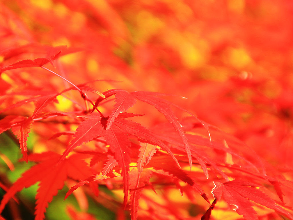 壁紙 紅葉 兵庫と神戸の写真ブログ