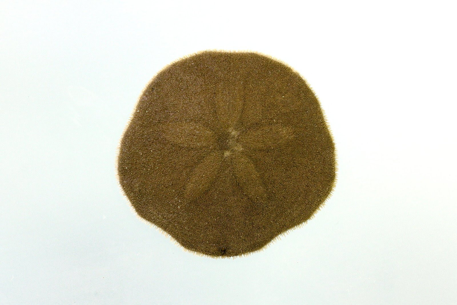 カシパン という生きもの のお話 株式会社エコニクス エコニュース