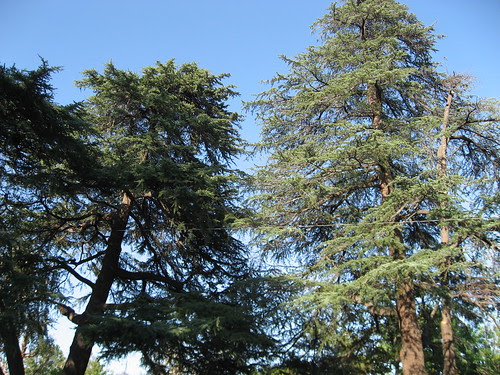 144 Deodar Trees