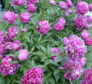 Indianastate Flower on Indiana State Flower