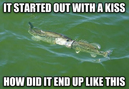 fishkiss Must See Imagery: 25 hilarious Hump Day photos