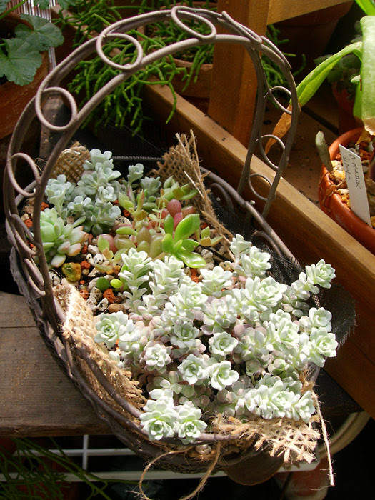 多肉の寄せ植えならぬごった植え特番 緑町のウェブ屋 多肉植物と球根 着生植物のベランダガーデン 跡地