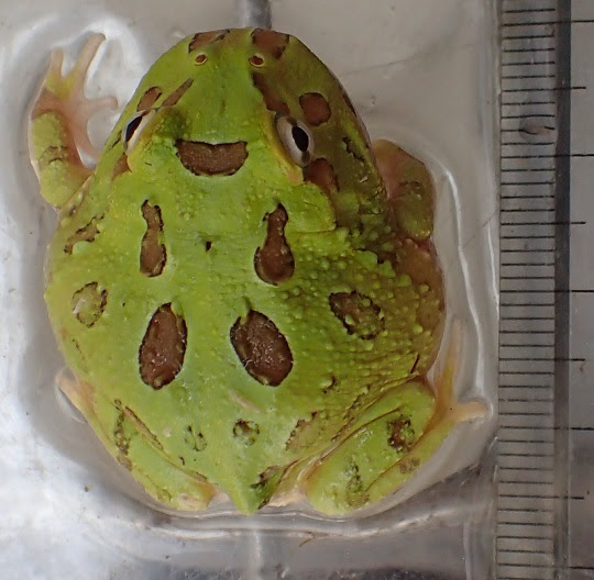 クランウェルツノガエル 萌萌虫雑記帳
