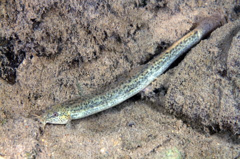 全島的に激減 ドジョウ 泥鰌 ドジョウ科 Misgurnus Anguillicaudatus 準絶滅危惧 長崎県レッドリスト11 現時点では絶滅危険度は小さいが 生息条件の変化によっては 絶滅危惧 に移行する可能性のある種 11 8 3 岐宿町 分布 日本各地