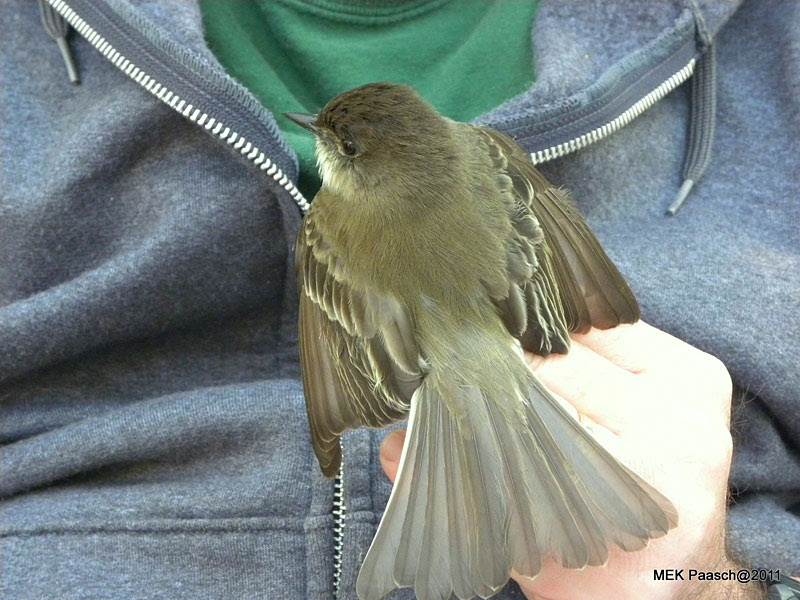Eastern Phoebe