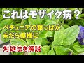 コレクション モザイク病 ペチュニア 葉っぱ 病気 180718