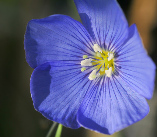 my blue flax in 2011