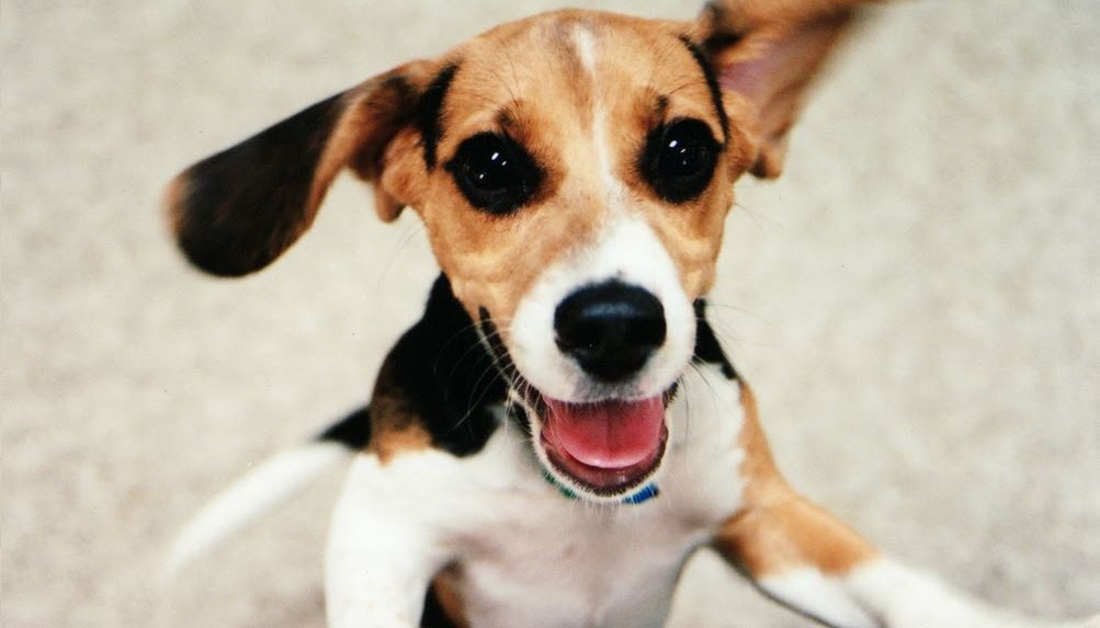 Tips For How to Calm a Hyper Dog | PetCarePricing