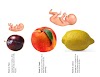Size Of Baby At 17 Weeks Pregnant