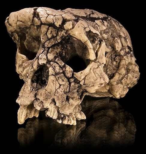 Sahelanthropus_tchadensis_cranium