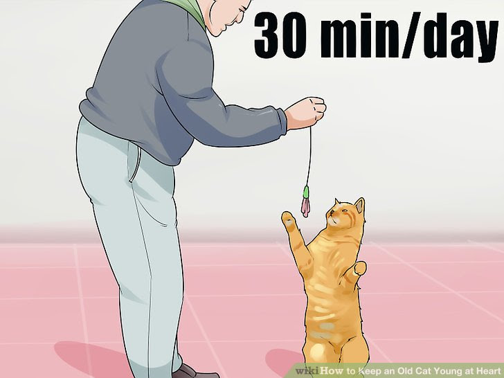 Keep an Old Cat Young at Heart Step 2.jpg