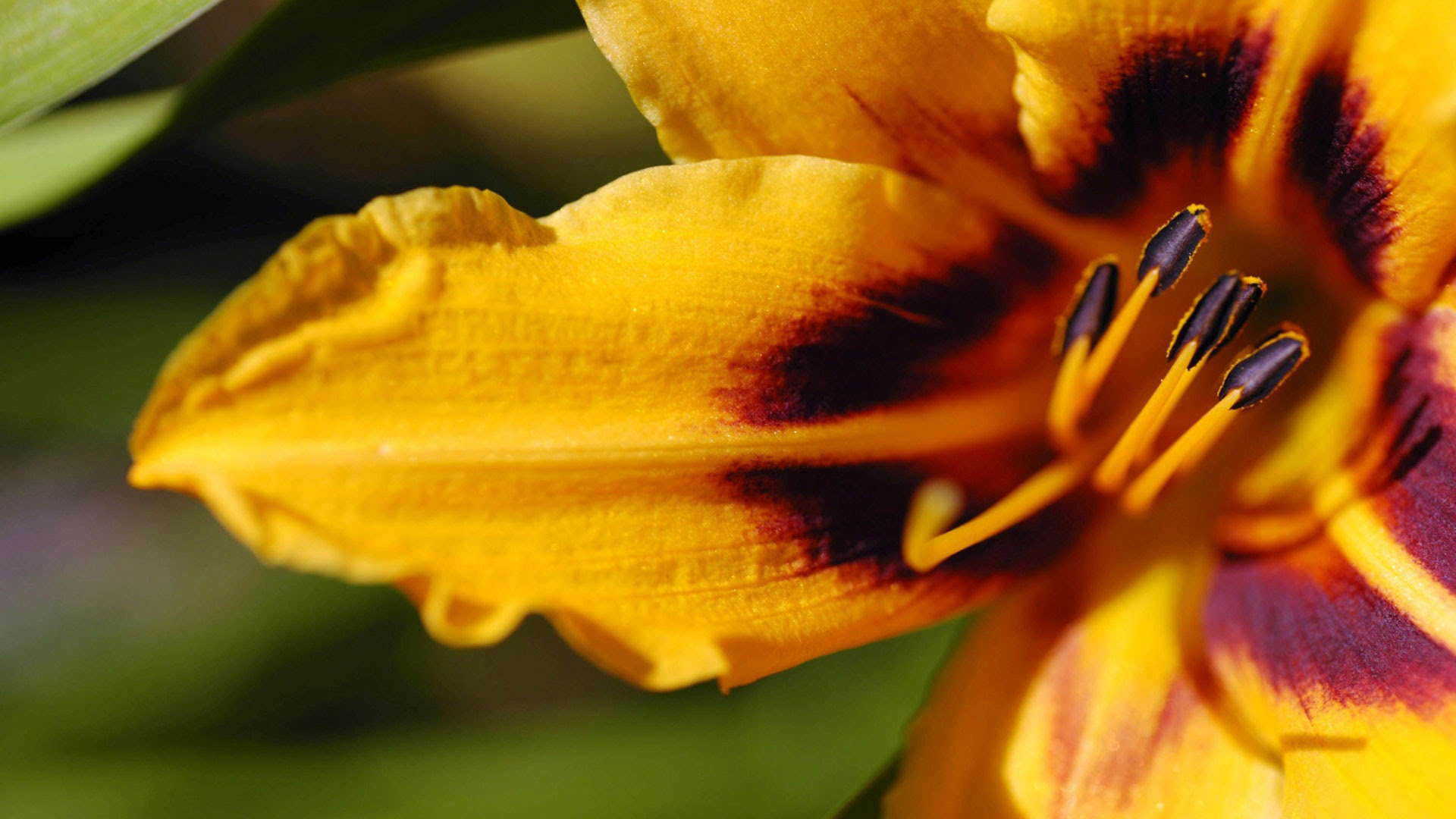 hd flower wallpaper