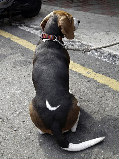 いぬ ビーグル犬の名前は ナイキ 台湾 の待ち受け画像 壁紙 動物 パラダイス
