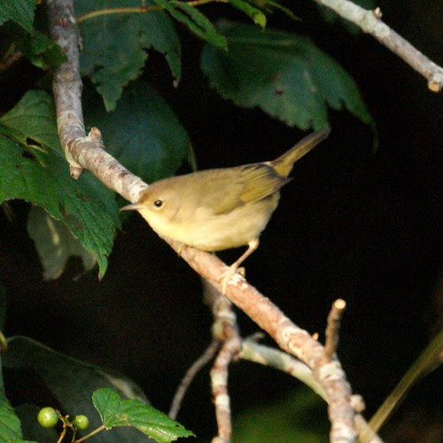 Common Yellowthroat (female)