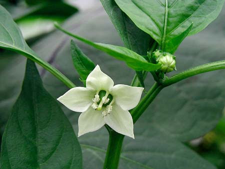 ピーマン 花が落ちる理由は