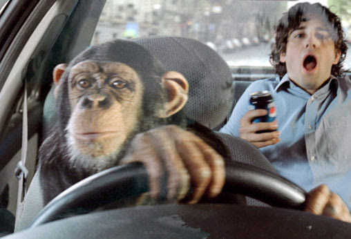 Monkey is driving the car