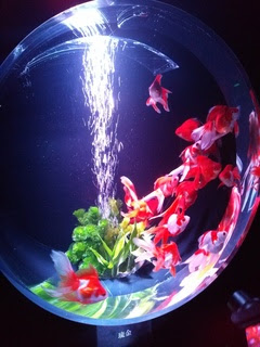 アートアクアリウム展過去の記憶何年か前にいった画像ｗあ 美しき金魚たち 池袋周辺の美味しいもの 池袋が10倍すきになるぜ Love Ikb