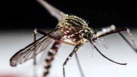 Zika A. aegpti mosquito