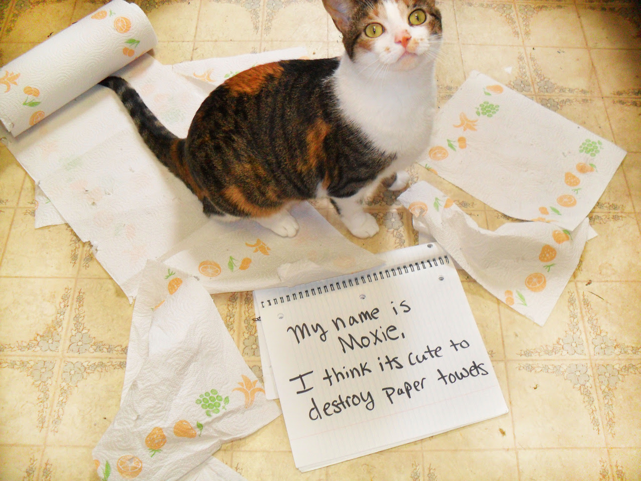http://25.media.tumblr.com/tumblr_mafmriL9ib1rezbgzo1_1280.jpg