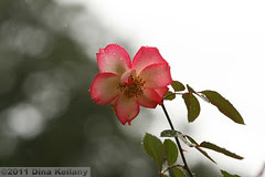 IMG_4807.jpg
