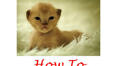 Cat Peeing In Laundry