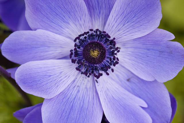 purple