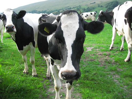 Cattle are strangely colored