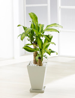 ドラセナ マッサンゲアナ マッサン 幸福の木 の育て方 Hana Note ﾊﾅﾉｰﾄ 鉢植え 季節のお花の上手な育て方