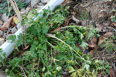 winter gardens 030
