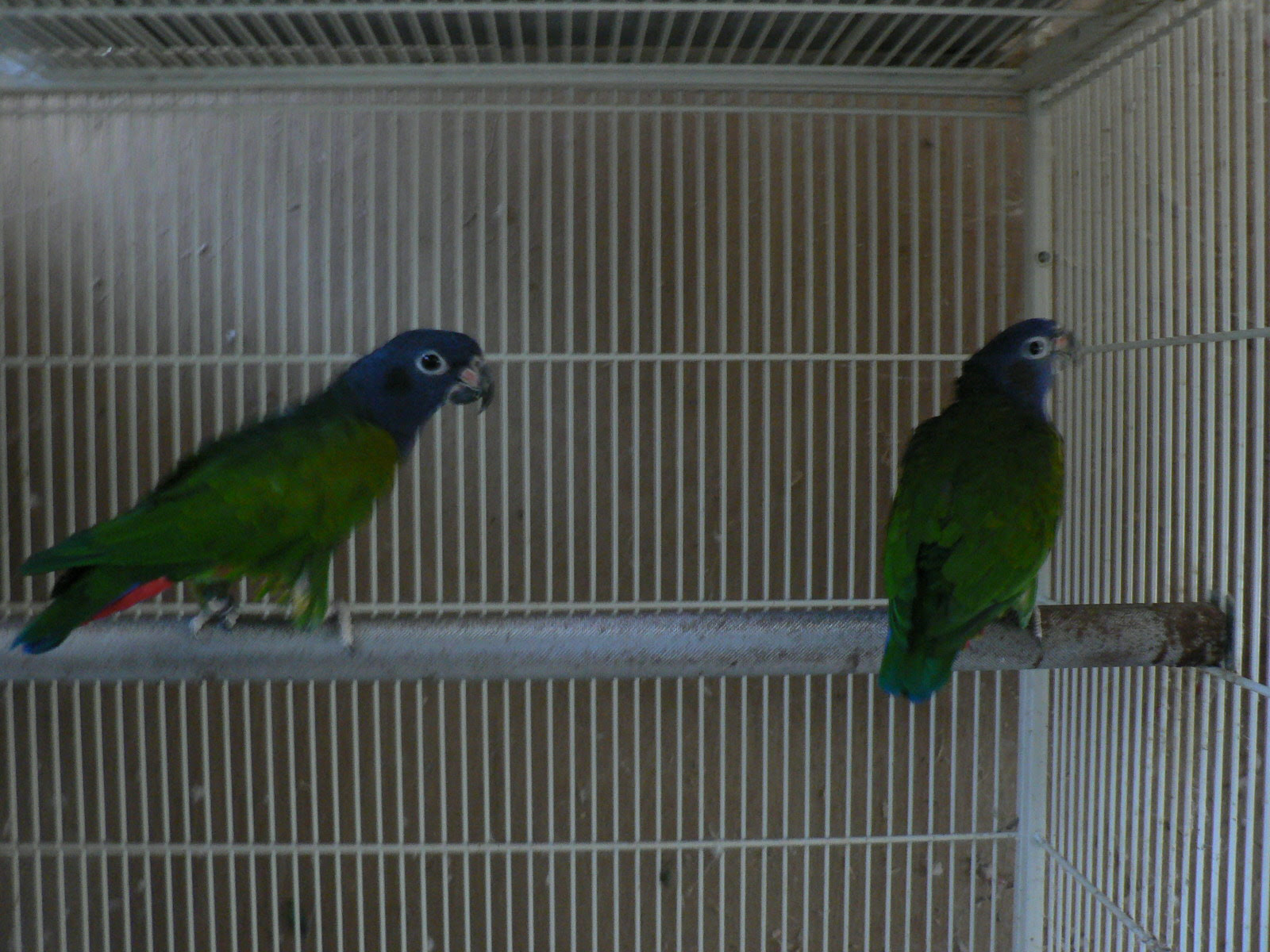 アケボノインコ ｐｉｏｎｕｓ ａｖｉａｒｙ インコ類 オシドリの飼育日記