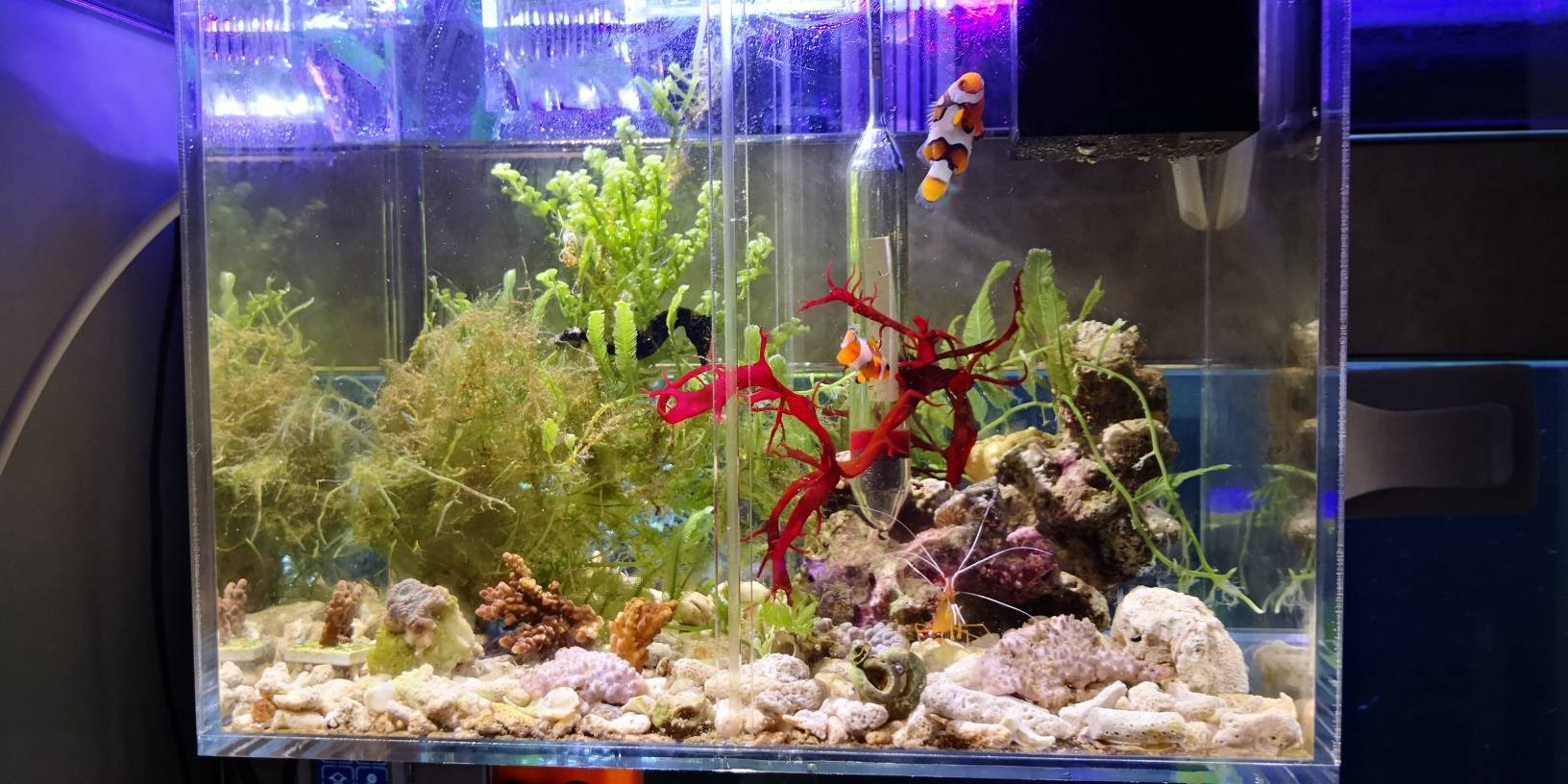 海藻缸 海水驿站