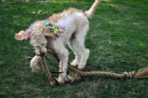 Happy Birthday Puppy Dog!