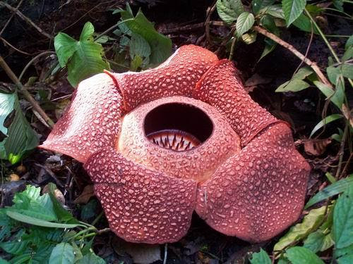http://tjacing.files.wordpress.com/2008/11/3646842-travel_picture-rafflesia_arnoldi_grows_in_taba_penanjung_bengkulu.jpg