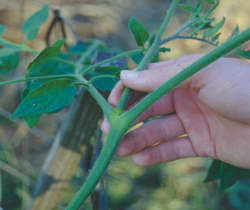 2. Grasp the sucker near its base, about an inch from where the three growths come together. Just snap the sucker loose.