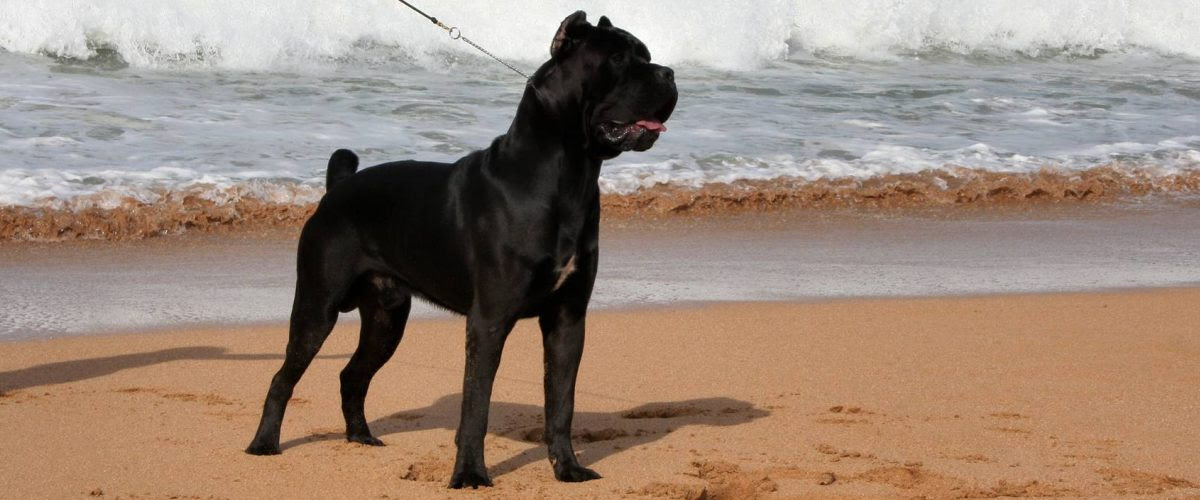 Cane Corso Puppies Cane Corso Breeder Italian Cane Corso