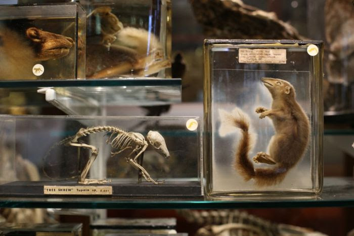 The Grant Museum of Zoology (38 pics)
