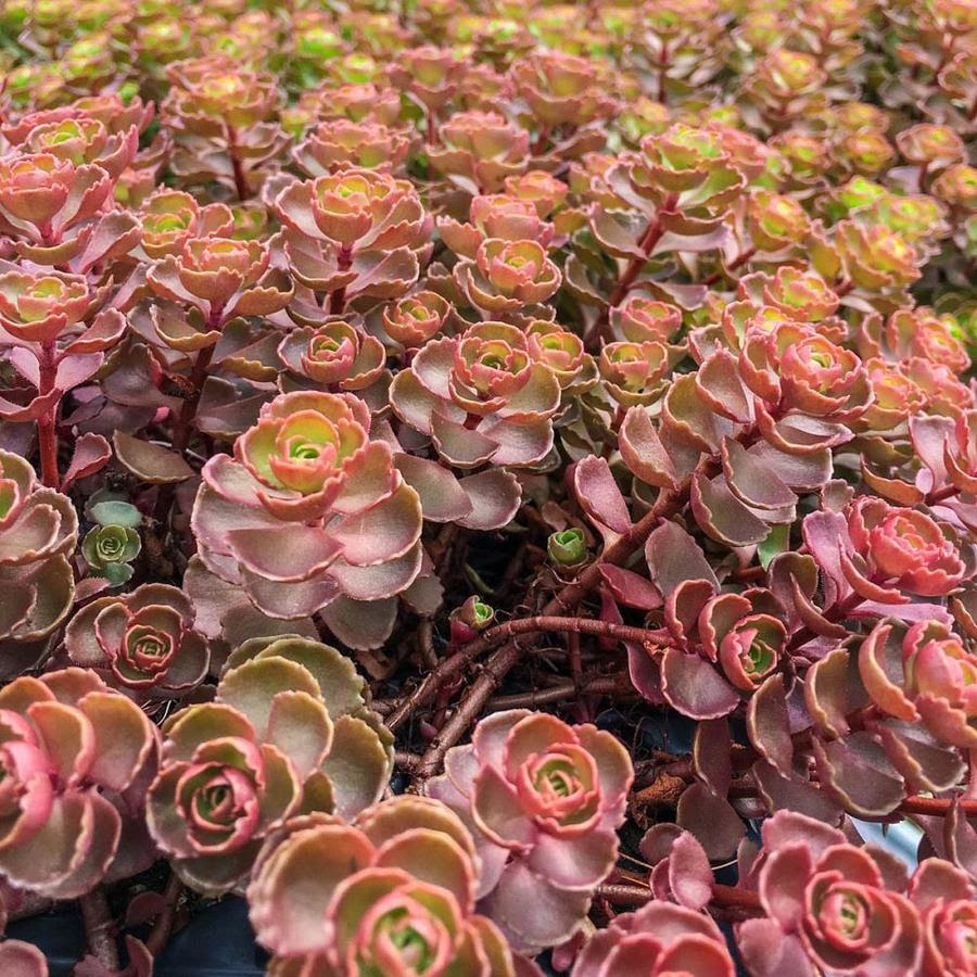 Gardens Alive 1 Pack Dragons Blood Sedum In Pot Bareroot In The Ground Cover Department At Lowes Com
